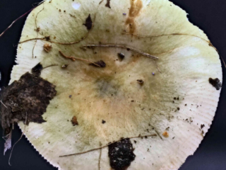 Russula aeruginea – Grasgrüner Täubling, die Hutfarbe ist variabel