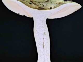 Russula aeruginea – Grasgrüner Täubling, Längsschnitt