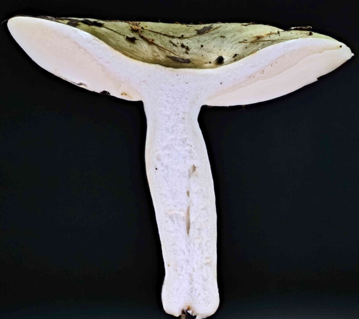 Russula aeruginea – Grasgrüner Täubling, Längsschnitt