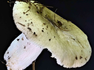 Russula aeruginea – Grasgrüner Täubling, Seitenansicht des Täublings