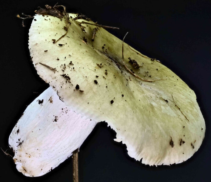 Russula aeruginea – Grasgrüner Täubling, Seitenansicht des Täublings