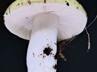 Russula aeruginea – Grasgrüner Täubling, Seitenansicht
