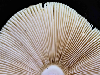 Russula aeruginea – Grasgrüner Täubling, Blick in die Lamellen
