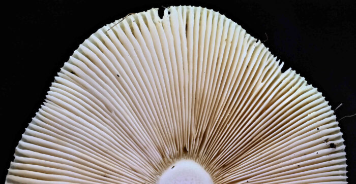 Russula aeruginea – Grasgrüner Täubling, Blick in die Lamellen