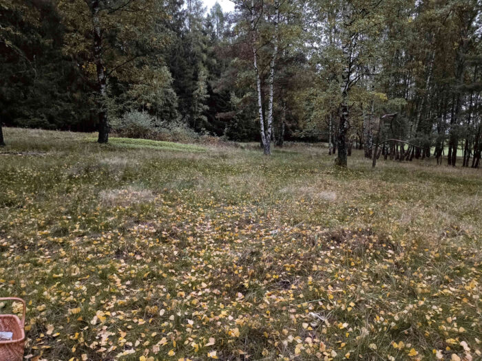 Russula aeruginea – Grasgrüner Täubling, Fundort mit Birken im ehemaligen Grenzstreifen DDR-BRD