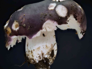 Russula cyanoxantha – Frauen-Täubling, auch den Schnecken schmeckt dieser gute Speisepilz