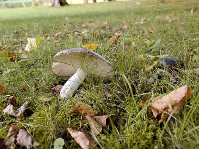 Russula cyanoxantha – Frauen-Täubling, Fund in einem Park