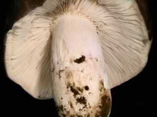 Russula cyanoxantha – Frauen-Täubling, der Stiel kann leicht rosa angehaucht sein