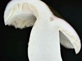 Russula cyanoxantha – Frauen-Täubling, Schnittbild