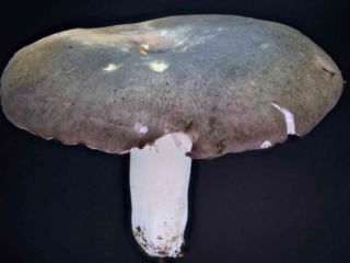 Russula cyanoxantha – Frauen-Täubling, typische, dunkelrot-grünliche Färbung