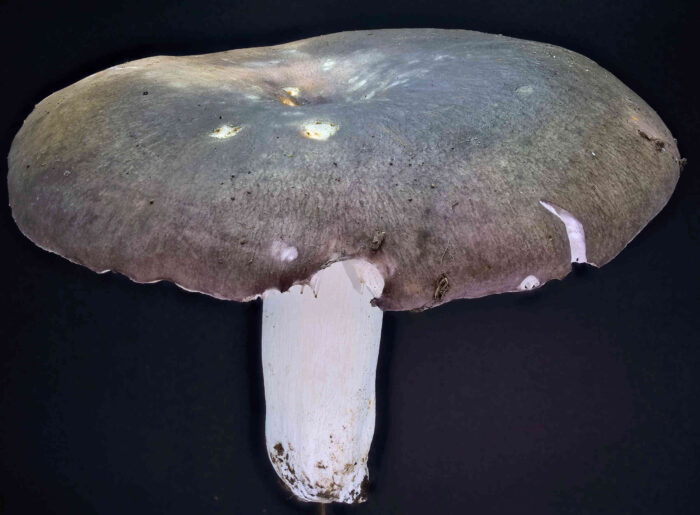 Russula cyanoxantha – Frauen-Täubling, typische, dunkelrot-grünliche Färbung