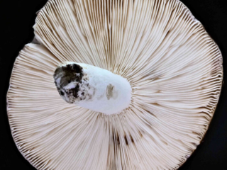 Russula cyanoxantha – Frauen-Täubling, die Lamellen sind weich und biegsam