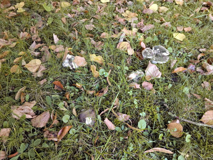 Russula cyanoxantha – Frauen-Täubling, hier mehr grünlich gefärbt