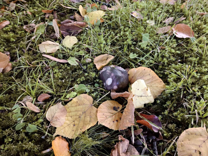 Russula cyanoxantha – Frauen-Täubling, im Moos unter eine Buche wachsend