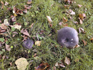 Russula cyanoxantha – Frauen-Täubling, typisch die rotviolette bis grünrote Hutfärbung