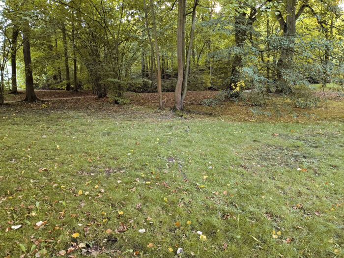 Russula cyanoxantha – Frauen-Täubling, Standort in einer Parkanlage unter Laubbäumen