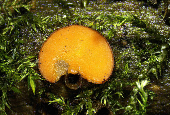 Scutellina crinita – Bewimperter Schildborstling, Makroaufnahme