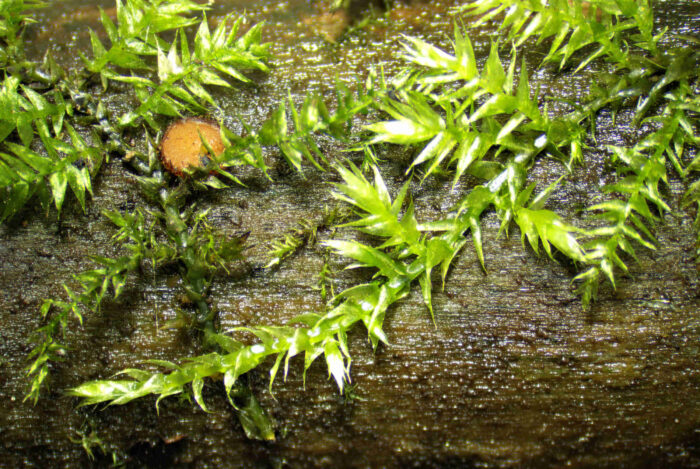 Scutellina crinita – Bewimperter Schildborstling, auf Totholz mit Moos
