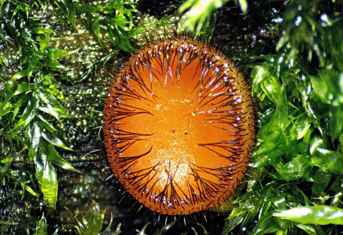 Scutellina crinita – Bewimperter Schildborstling, im Makro offenbart sich die ganze Schönheit