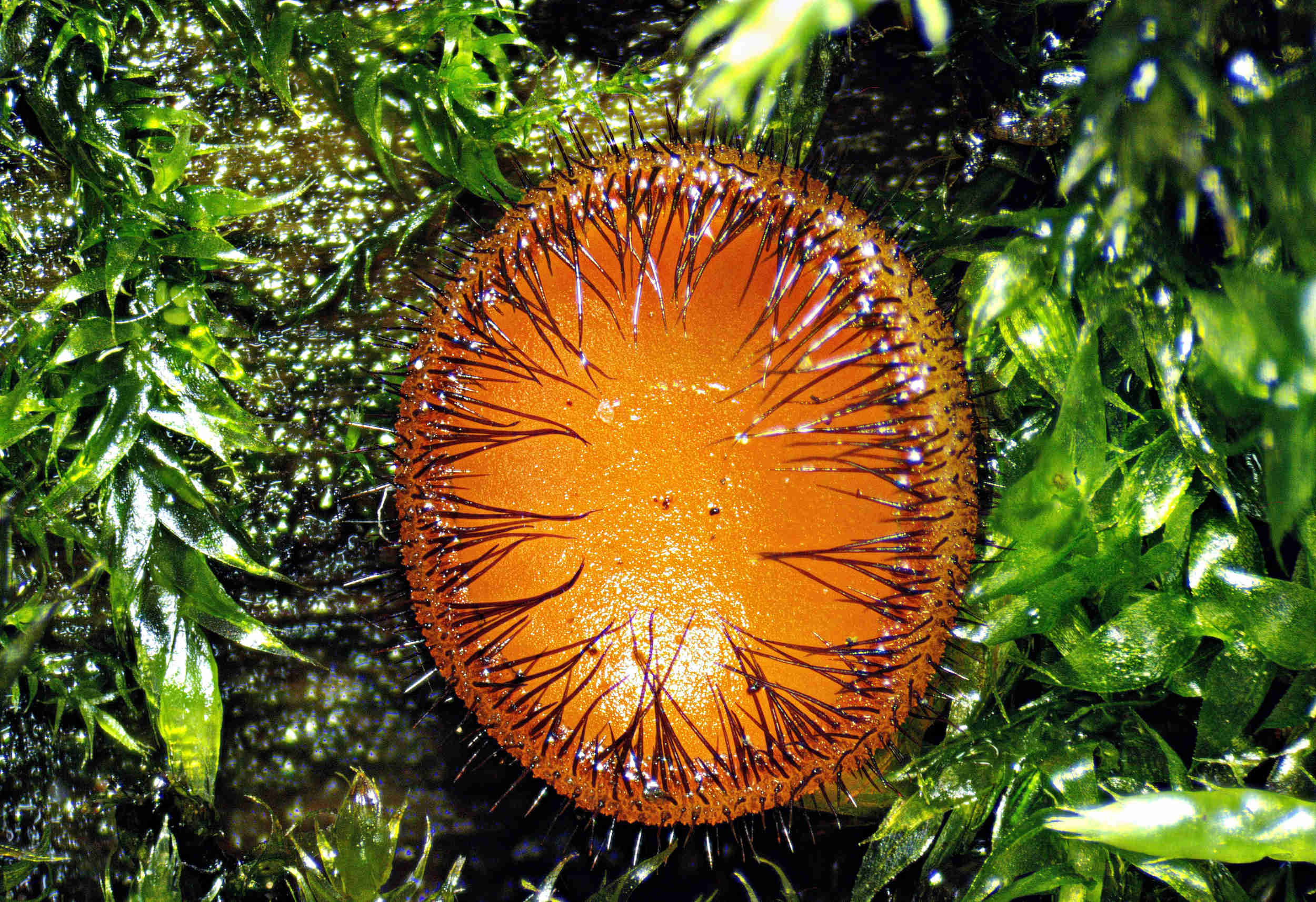 Scutellina crinita – Bewimperter Schildborstling, ein sehr schöner, kleiner Pilz