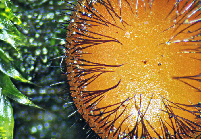 Scutellina crinita – Bewimperter Schildborstling, die Wimpern im Makro