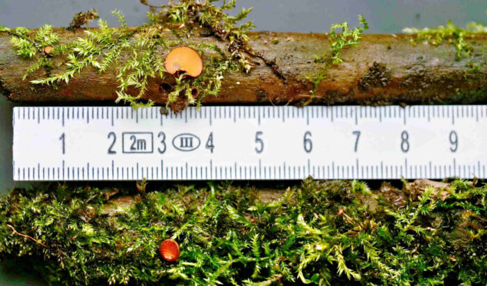 Scutellina crinita – Bewimperter Schildborstling, die bis 10 mm großen Becherlinge wachsen auf Totholz
