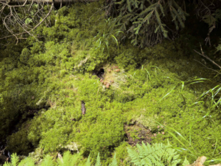 Sphagnurus paluster – Sumpf-Graublatt, diese Pilze sind ausschließlich auf Torfmoos, Sphagnum, zu finden, welches es parasitiert