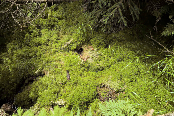 Sphagnurus paluster – Sumpf-Graublatt, diese Pilze sind ausschließlich auf Torfmoos, Sphagnum, zu finden, welches es parasitiert