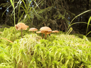Sphagnurus paluster – Sumpf-Graublatt, so findet man die Pilze im Moos