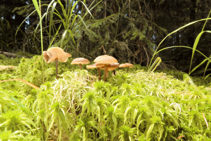 Sphagnurus paluster – Sumpf-Graublatt, so findet man die Pilze im Moos