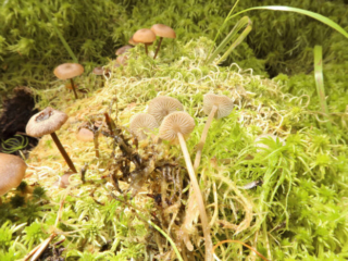 Sphagnurus paluster – Sumpf-Graublatt, Gruppe im Moos