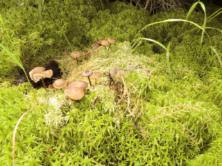 Sphagnurus paluster – Sumpf-Graublatt, diese Pilze parasitieren das Tormoos; Sphagnum spec.