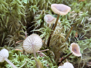 Sphagnurus paluster – Sumpf-Graublatt, Blick in die breit stehend Lamellen