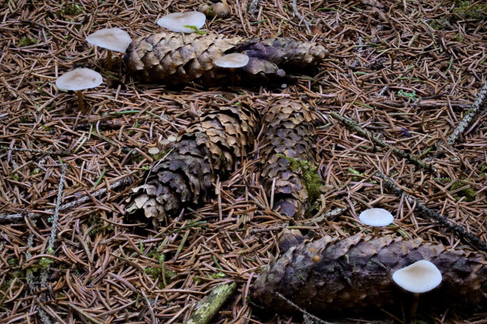 Strobilurus esculentus – Fichtenzapfenrübling, die Hutfarbe kann variieren