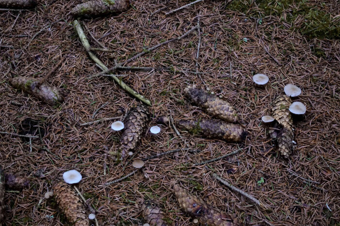 Strobilurus esculentus – Fichtenzapfenrübling, Pilze an alten Fichtenzapfen