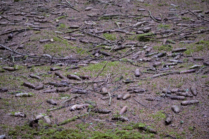 Strobilurus esculentus – Fichtenzapfenrübling, ist ein Winterpilz des Fichtenwaldes