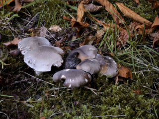 Tricholoma saponaceum – Seifen-Ritterling, die Hüte können auch gefleckt sein