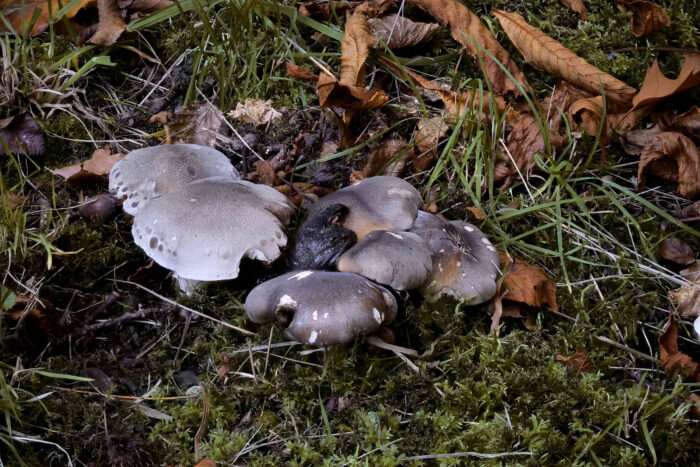 Tricholoma saponaceum – Seifen-Ritterling, die Hüte können auch gefleckt sein