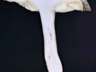 Tricholoma saponaceum – Seifen-Ritterling, Schnittbild
