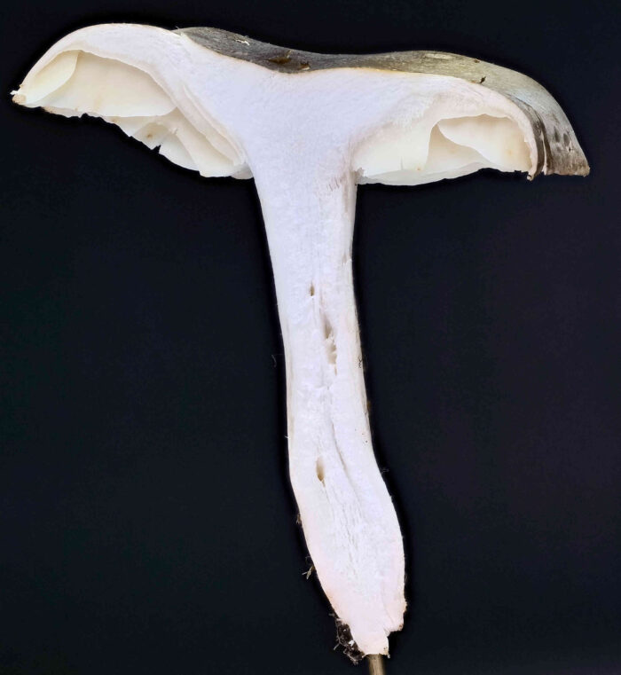 Tricholoma saponaceum – Seifen-Ritterling, Schnittbild