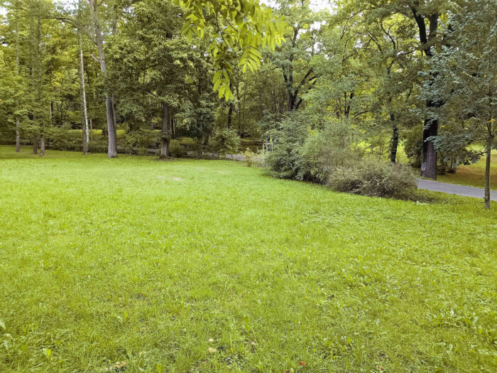 Tricholoma saponaceum – Seifen-Ritterling, Fundort in einem Park