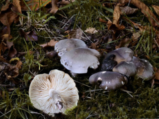 Tricholoma saponaceum – Seifen-Ritterling, büschelige Wuchsform mit Blick auf die Lamellen