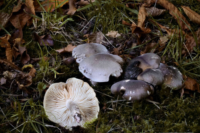 Tricholoma saponaceum – Seifen-Ritterling, büschelige Wuchsform mit Blick auf die Lamellen