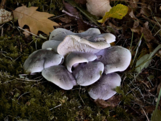 Tricholoma saponaceum – Seifen-Ritterling, typische, büschelige Wuchsform