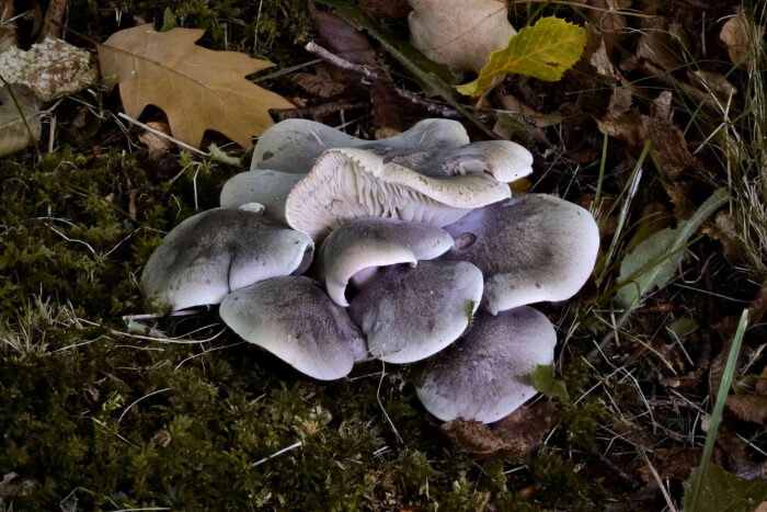 Tricholoma saponaceum – Seifen-Ritterling, typische, büschelige Wuchsform