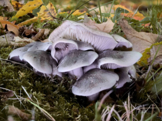 Tricholoma saponaceum – Seifen-Ritterling, schöne Gruppe, aufgenommen im Herbst