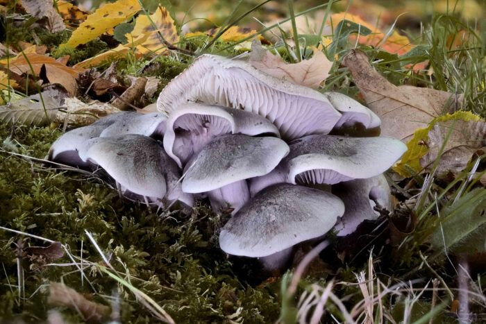 Tricholoma saponaceum – Seifen-Ritterling, schöne Gruppe, aufgenommen im Herbst