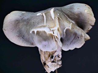 Tricholoma saponaceum – Seifen-Ritterling, typische radial Zeichnung der Hutoberfläche