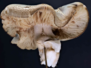 Tricholoma saponaceum – Seifen-Ritterling, älteres Exemplar
