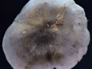 Tricholoma saponaceum – Seifen-Ritterling, typische Hutfärbung &amp; Zeichnung